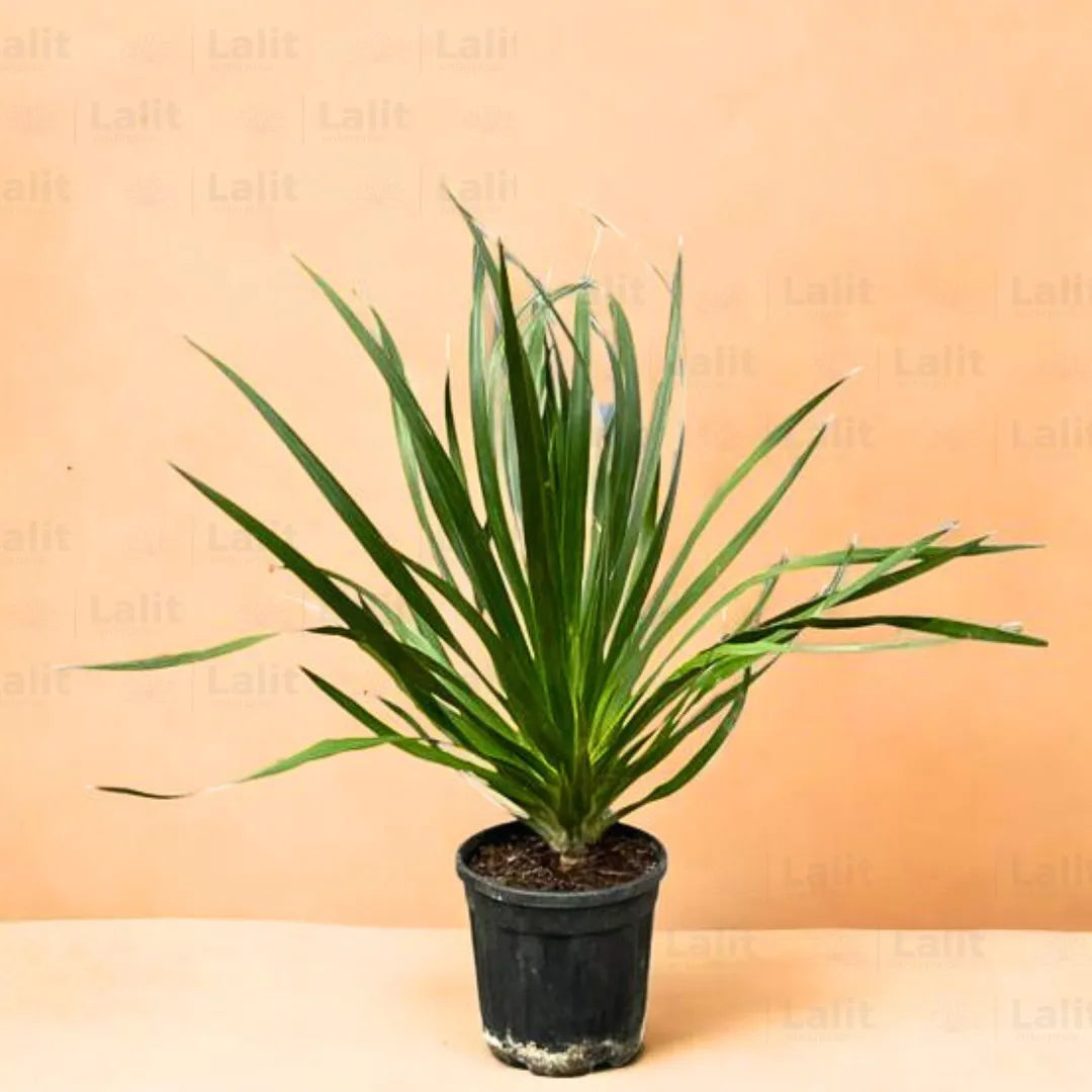 Buy Dracaena Draco "Dragon Tree" - Plant Online at Lalitenterprise