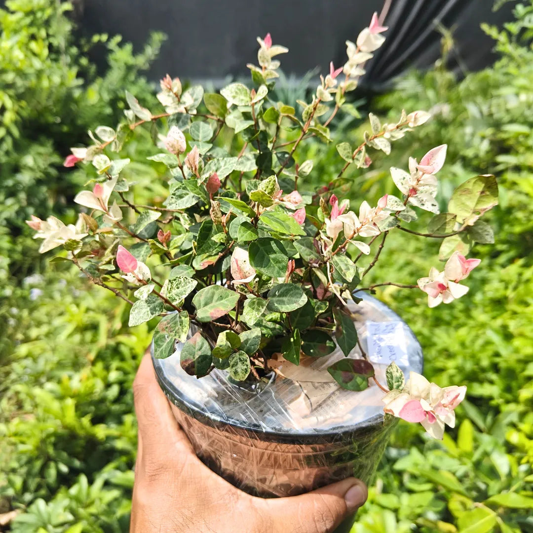 Buy Ficus Pumila "Variegated" - Plant Online at Lalitenterprise