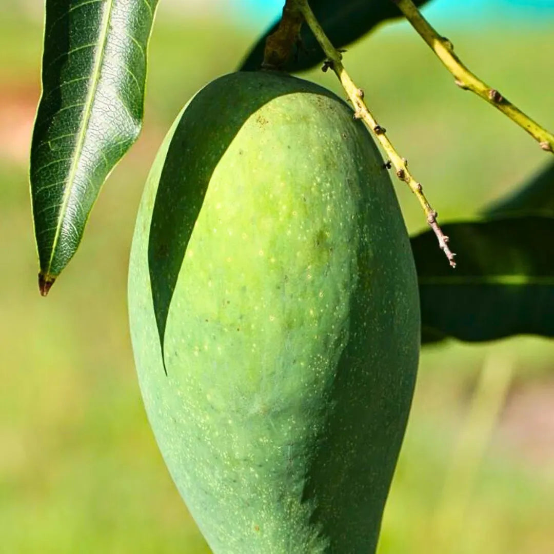 Buy Gir Kesar Mango "Grafted" - Plant Online at Lalitenterprise