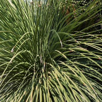 Buy Yucca Serratifolia - Plant Online at Lalitenterprise