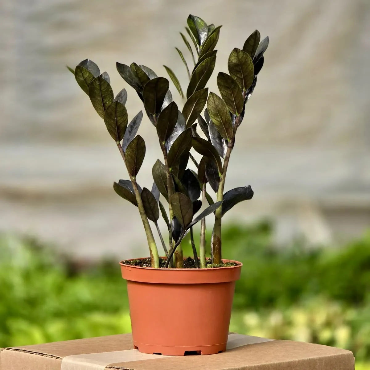Buy ZZ Plant "Black" (Zamioculcas Zamiifolia) - Plant Online at Lalitenterprise