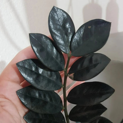 Buy ZZ Plant "Black" (Zamioculcas Zamiifolia) - Plant Online at Lalitenterprise