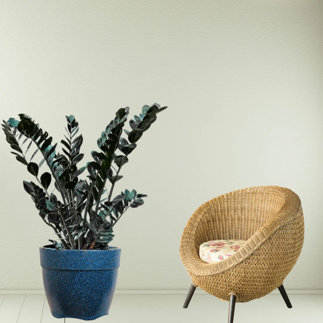 Buy ZZ Plant "Black" (Zamioculcas Zamiifolia) - Plant Online at Lalitenterprise