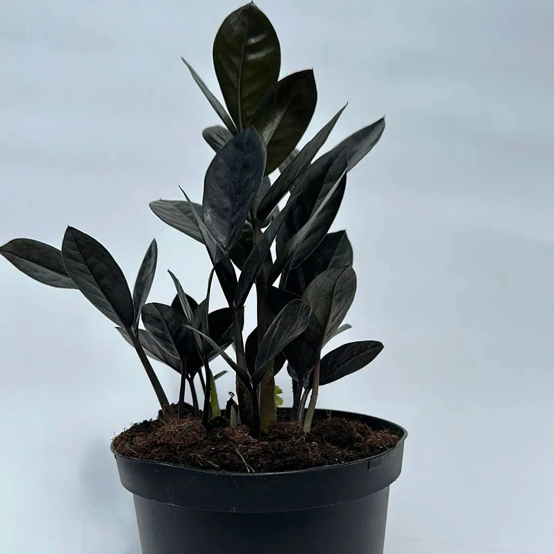 Buy ZZ Plant "Black" (Zamioculcas Zamiifolia) - Plant Online at Lalitenterprise