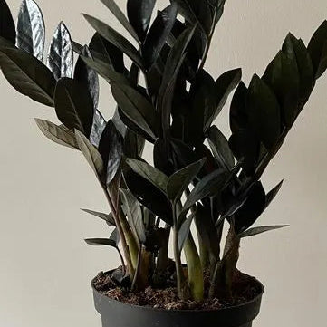 Buy ZZ Plant "Black" (Zamioculcas Zamiifolia) - Plant Online at Lalitenterprise
