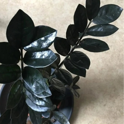 Buy ZZ Plant "Black" (Zamioculcas Zamiifolia) - Plant Online at Lalitenterprise