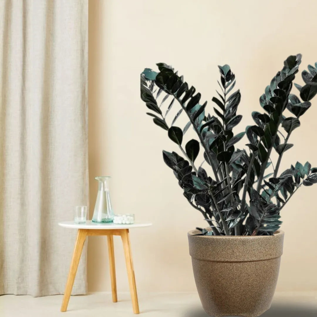 Buy Black  Zamioculcas Zamiifolia - Plant Online at Lalitenterprise