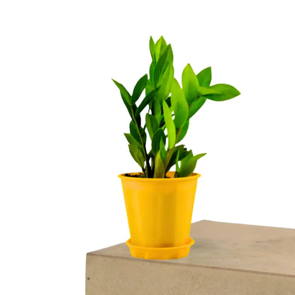 Buy ZZ Plant (Zamioculcas Zamiifolia) - Plant Online at Lalitenterprise