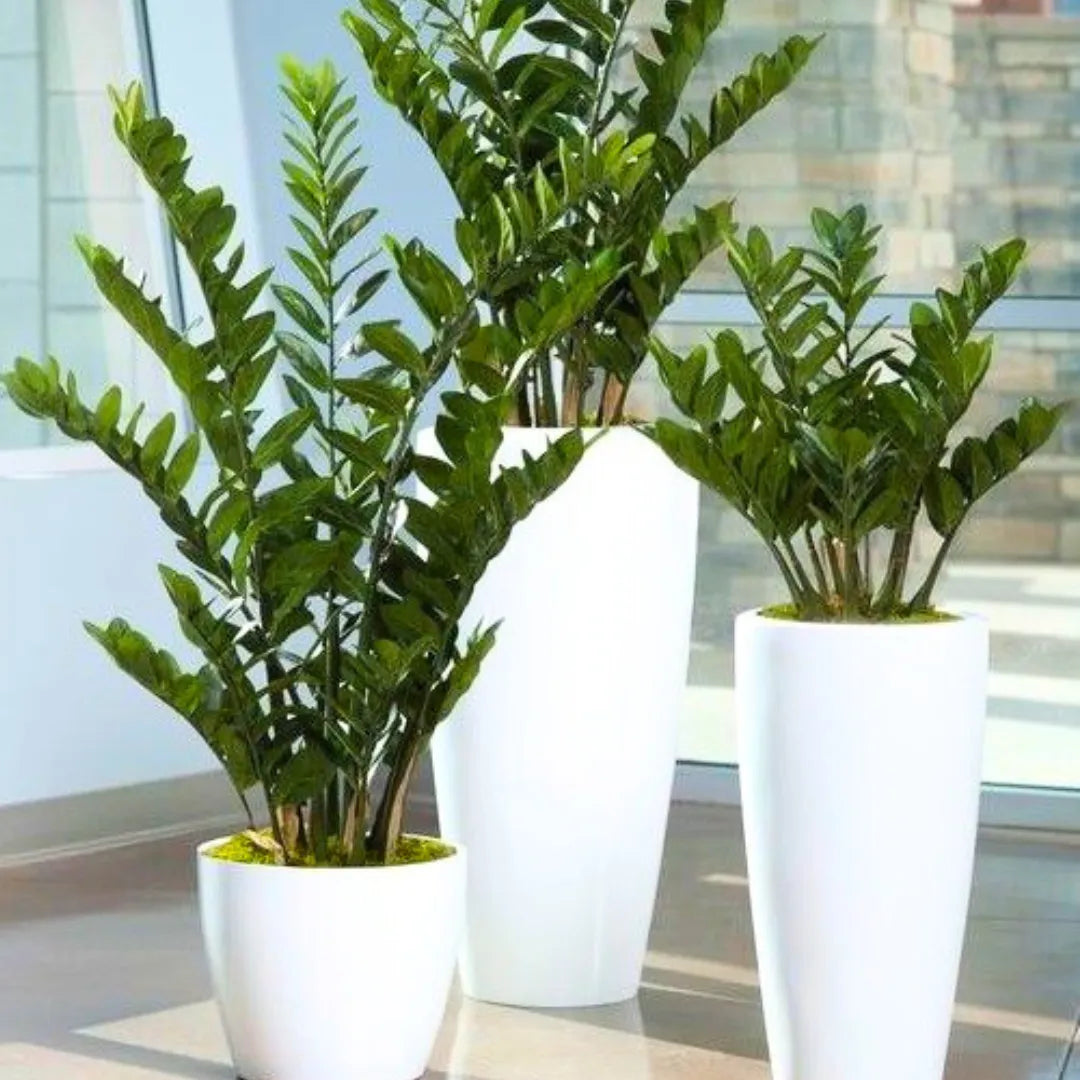 Buy Zamioculcas Zamiifolia - Plant Online at Lalitenterprise