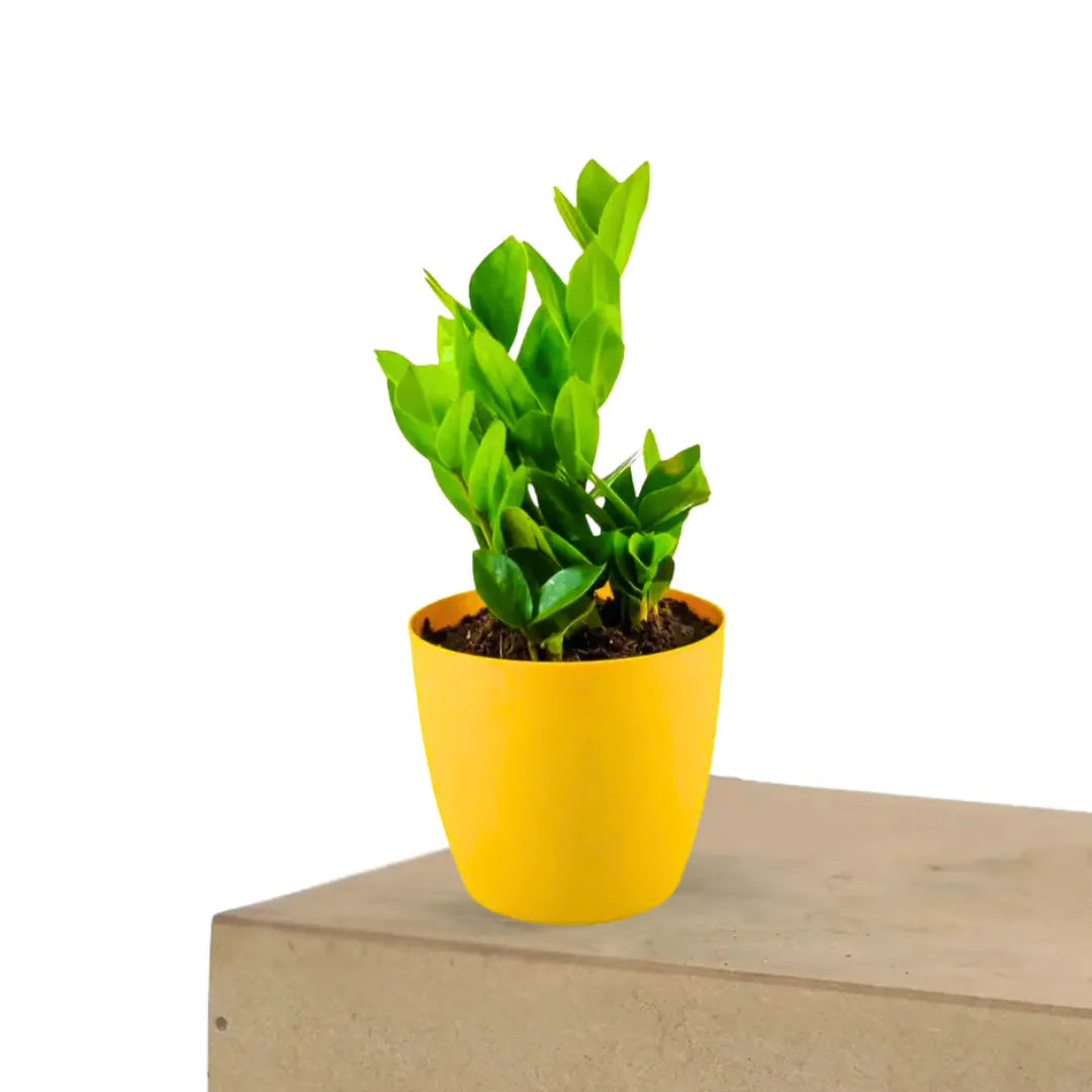 Buy Zamioculcas Zamiifolia - Plant Online at Lalitenterprise