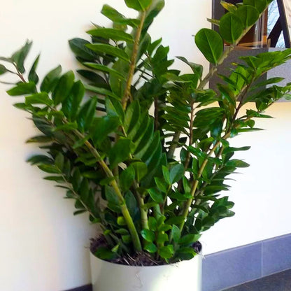 Buy ZZ Plant (Zamioculcas Zamiifolia) - Plant Online at Lalitenterprise