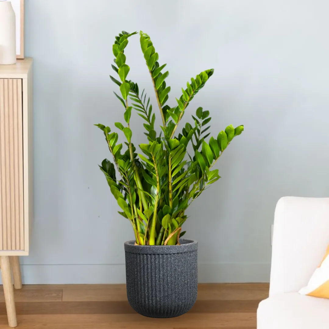 Buy Zamioculcas Zamiifolia - Plant Online at Lalitenterprise