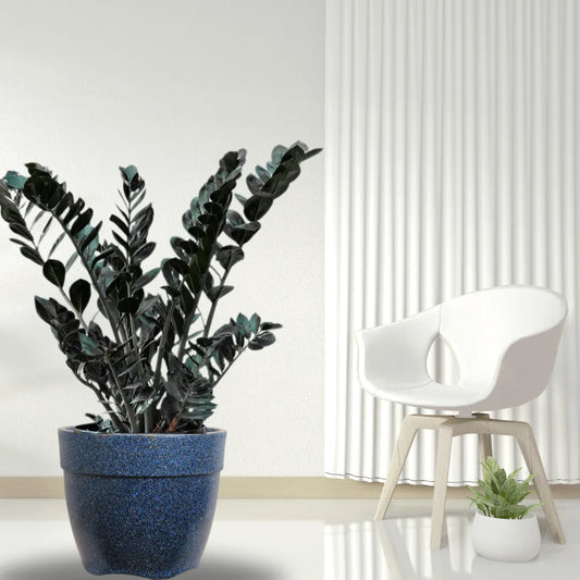 Buy ZZ Plant "Black"  (Zamioculcas Zamiifolia) - Plant Online at Lalitenterprise