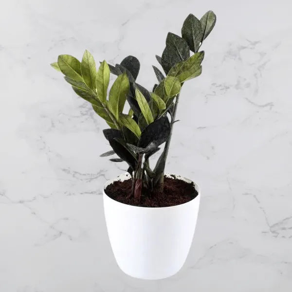 Buy Zamioculcas Zamiifolia Plant Online at Lalitenterprise