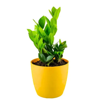 Buy ZZ Plant Online at Lalitenterprise