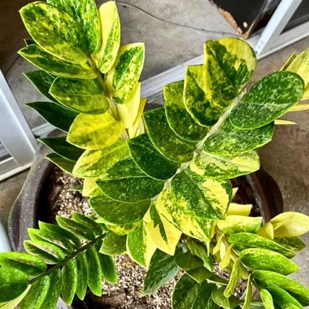 Buy Variegated Zamioculcas Zamiifolia - Plant Online at Lalitenterprise