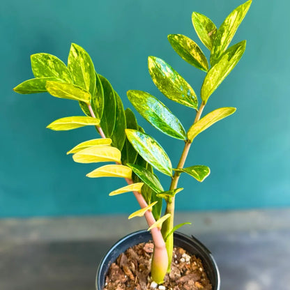Buy ZZ 'Variegated' - Plant Online at Lalitenterprise