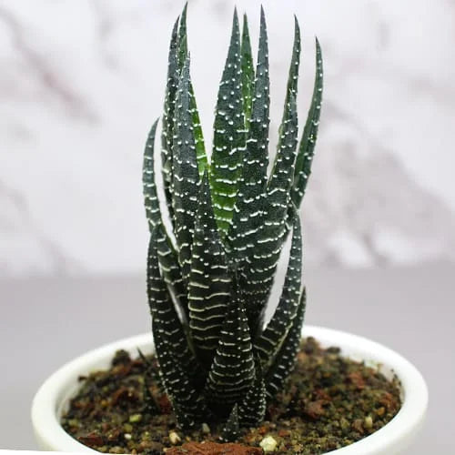 Buy Zebra Haworthia Cone (Haworthia Attenuata) - Plant Online at Lalitenterprise