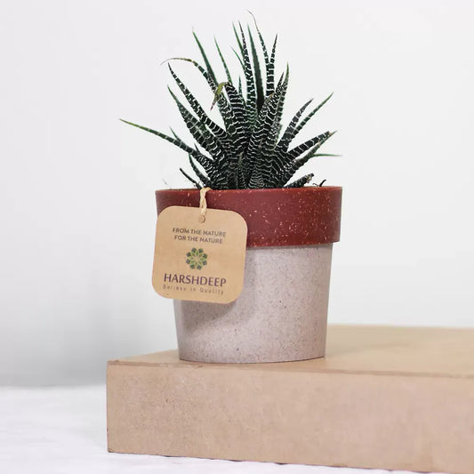 Buy Zebra Haworthia " Window plant" (Haworthia Fasciata) - Plant Online at Lalitenterprise