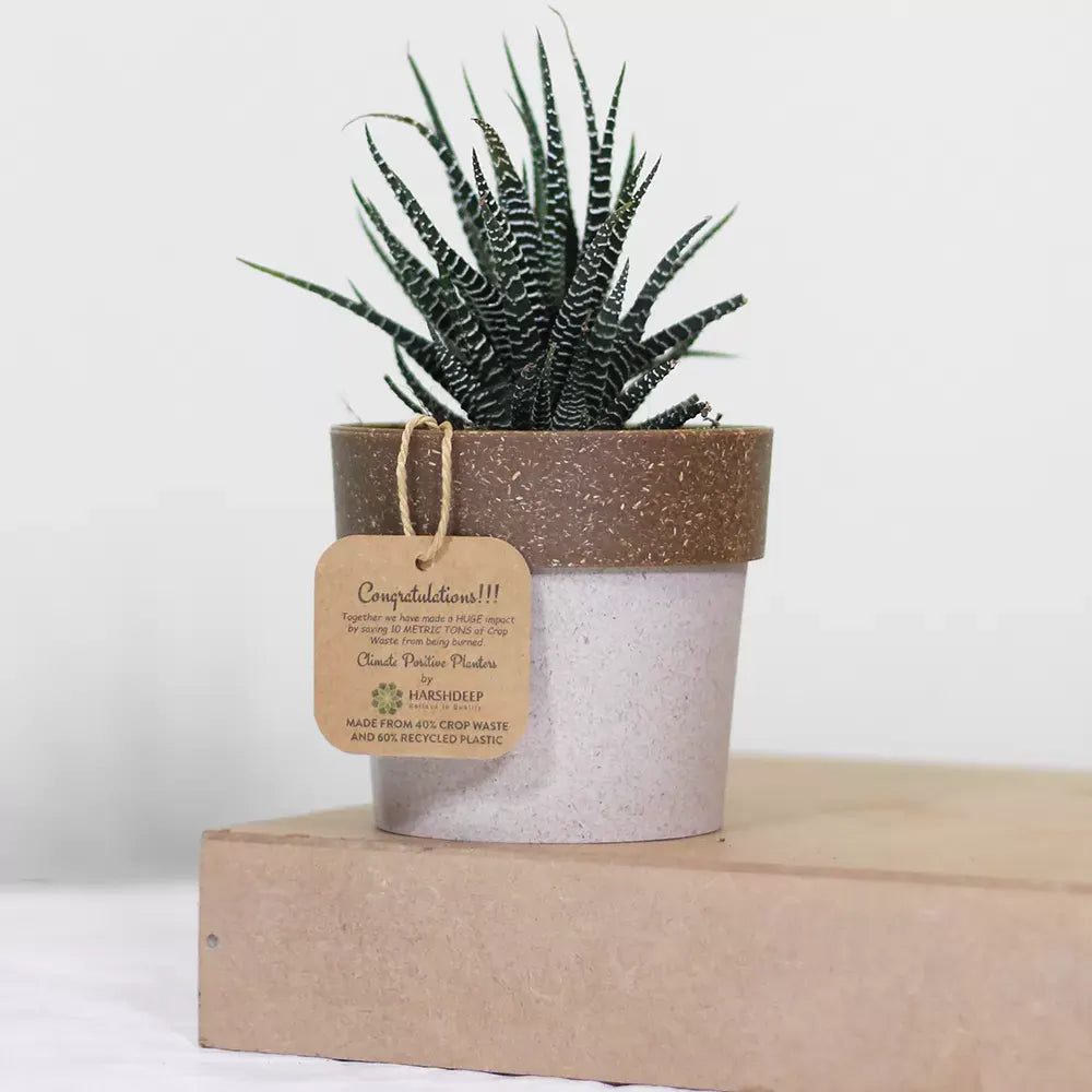 Buy Zebra Haworthia - Plant Online at Lalitenterprise