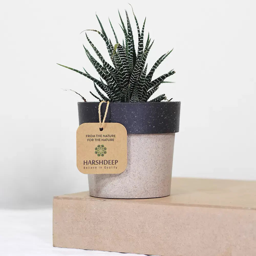Buy Zebra Haworthia " Window plant" (Haworthia Fasciata) - Plant Online at Lalitenterprise