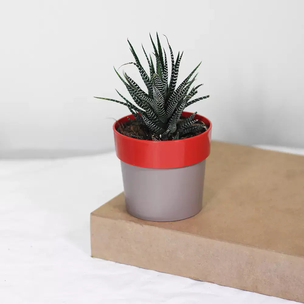 Buy Zebra Haworthia " Window plant" (Haworthia Fasciata) - Plant Online at Lalitenterprise