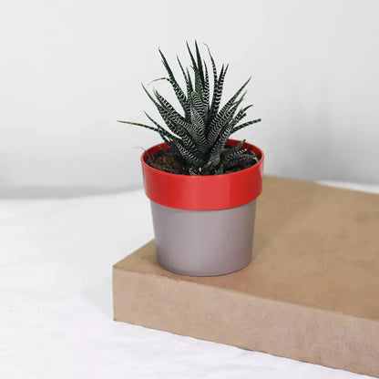 Buy Zebra Haworthia " Window plant" (Haworthia Fasciata) - Plant Online at Lalitenterprise