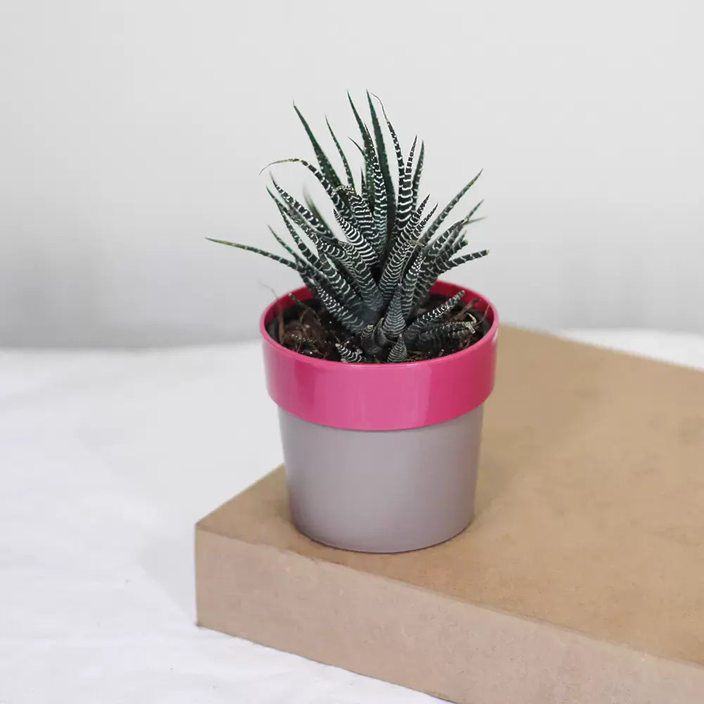 Buy Zebra Haworthia " Window plant" (Haworthia Fasciata) - Plant Online at Lalitenterprise