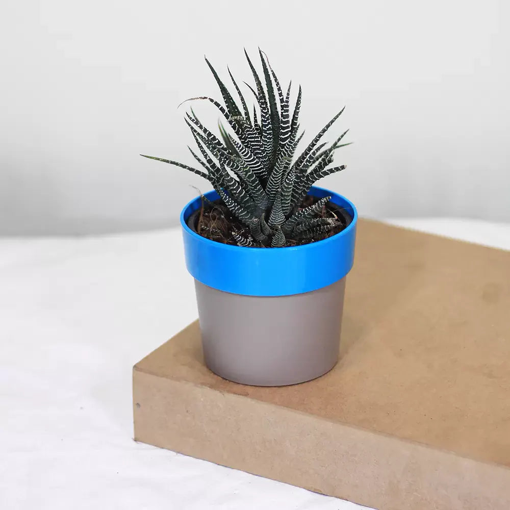 Buy Zebra Haworthia " Window plant" (Haworthia Fasciata) - Plant Online at Lalitenterprise