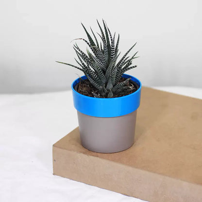 Buy Zebra Haworthia " Window plant" (Haworthia Fasciata) - Plant Online at Lalitenterprise