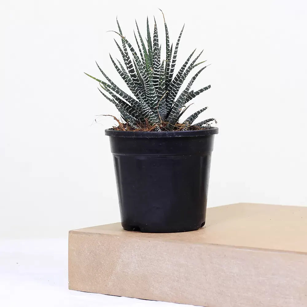Buy Zebra Haworthia " Window plant" (Haworthia Fasciata) - Plant Online at Lalitenterprise
