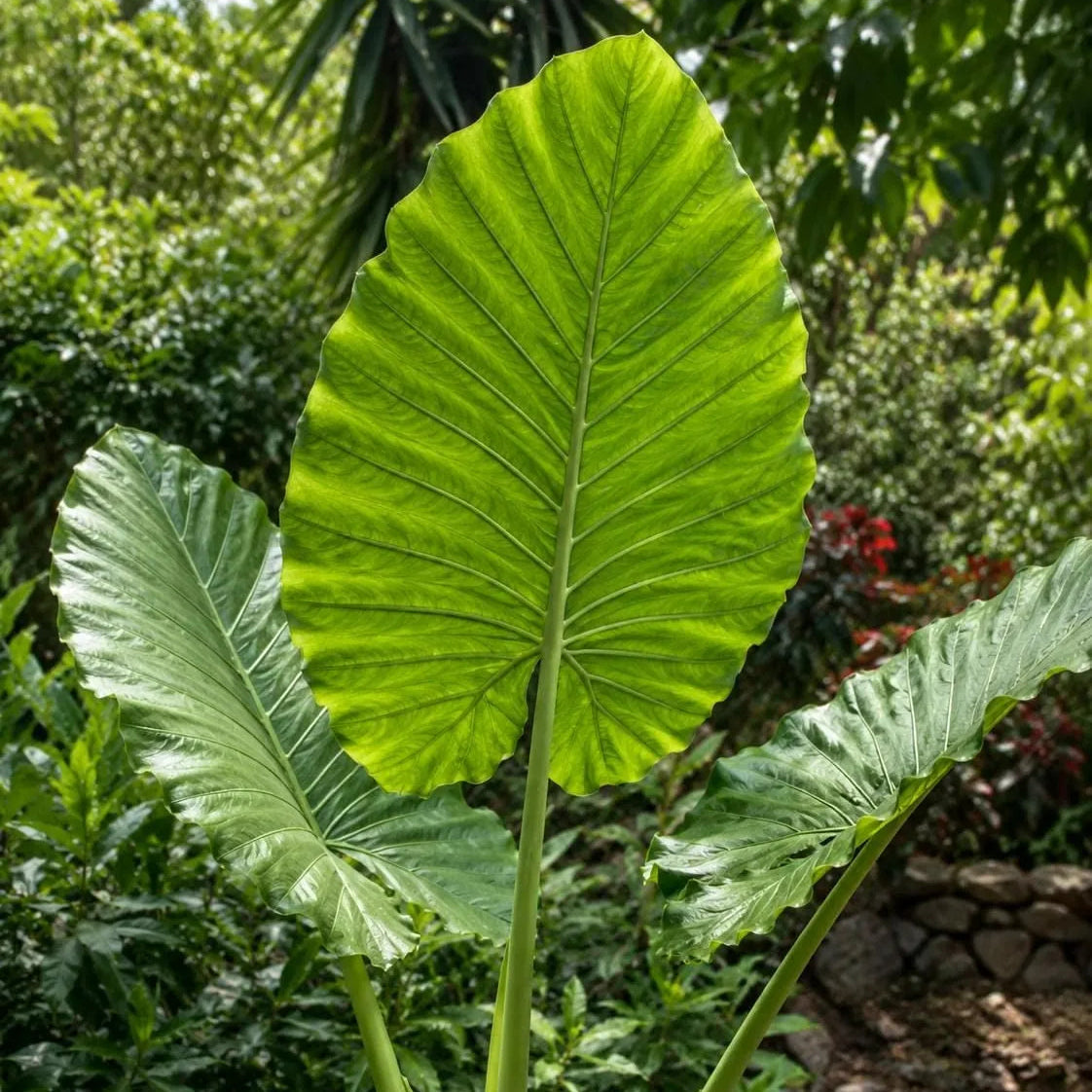 Buy Alocasia Odora "Asian Taro" - Plant Online at Lalitenterprise