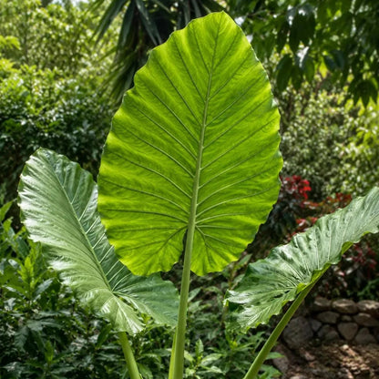Buy Alocasia Odora "Asian Taro" - Plant Online at Lalitenterprise