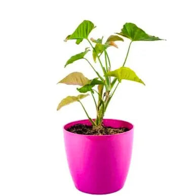 Buy Pink Syngonium Plant Online at Lalitenterprise