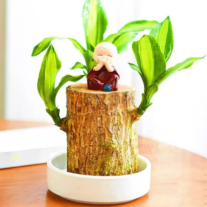 Buy Brazilian Lucky Wood – Plant Online at Lalitenterprise