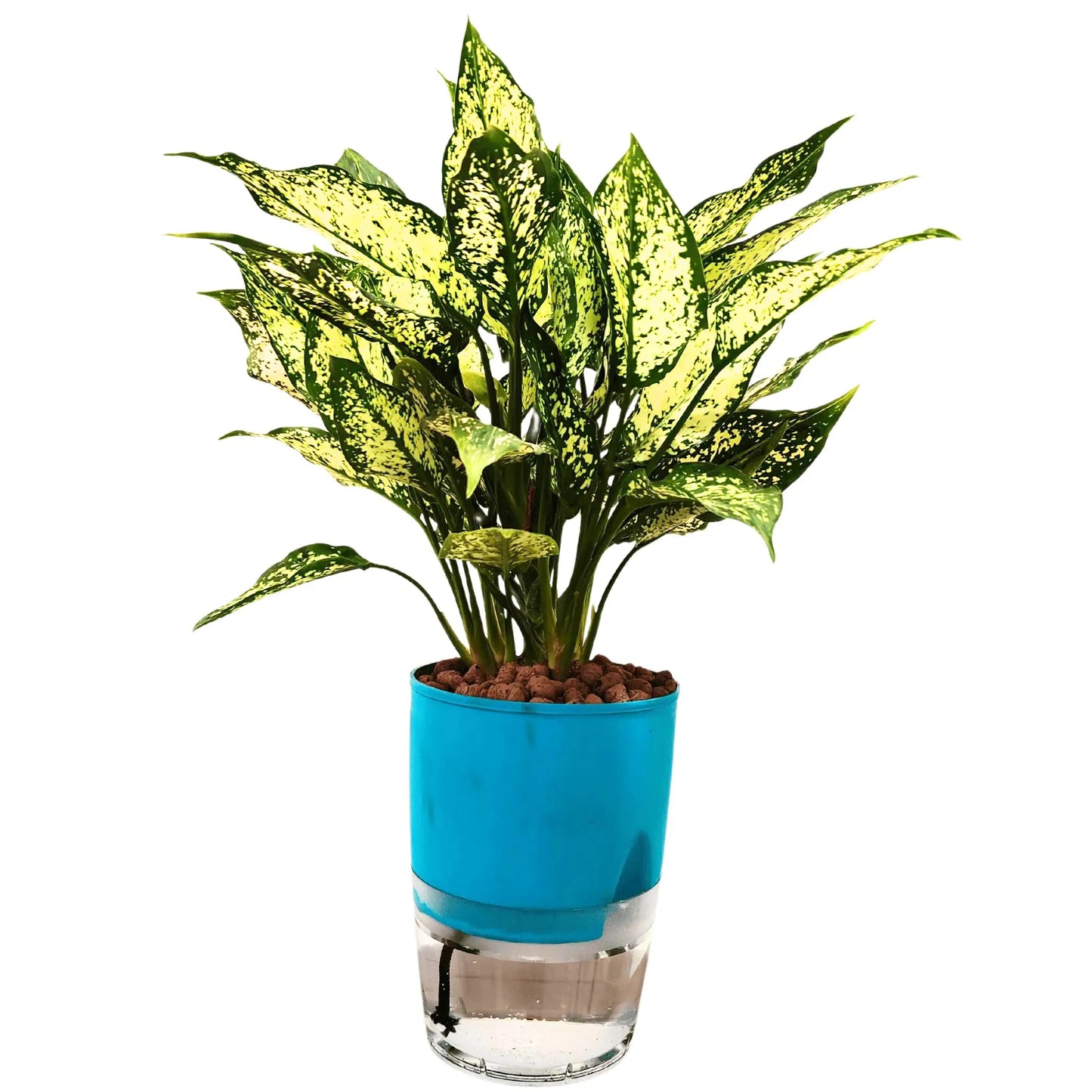 Buy Snow white AGLAONEMA Plant in Self Watering Pot With LECA balls Online at Lalitenterprise
