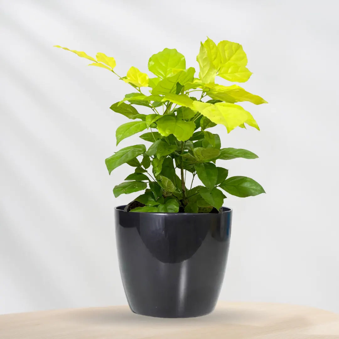Buy China Doll Golden - Plant Online at Lalitenterprise