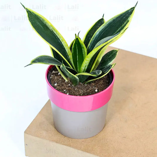 Buy Golden Hahnii Sansevieria "Golden Snake" - Plant Online at Lalitenterprise