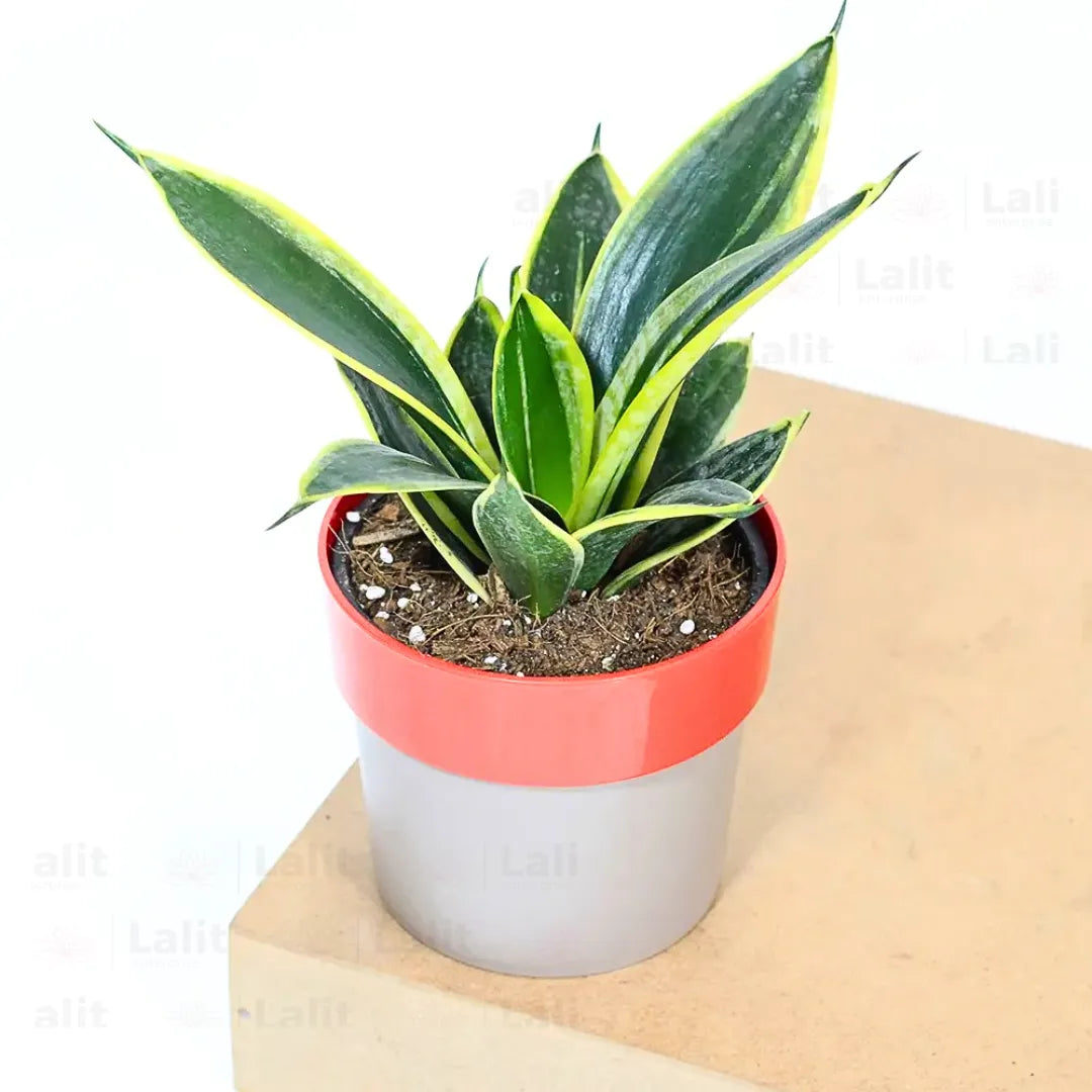 Buy Golden Hahnii Sansevieria "Golden Snake" - Plant Online at Lalitenterprise