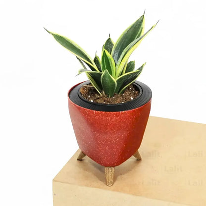 Buy Golden Hahnii Sansevieria "Golden Snake" - Plant Online at Lalitenterprise