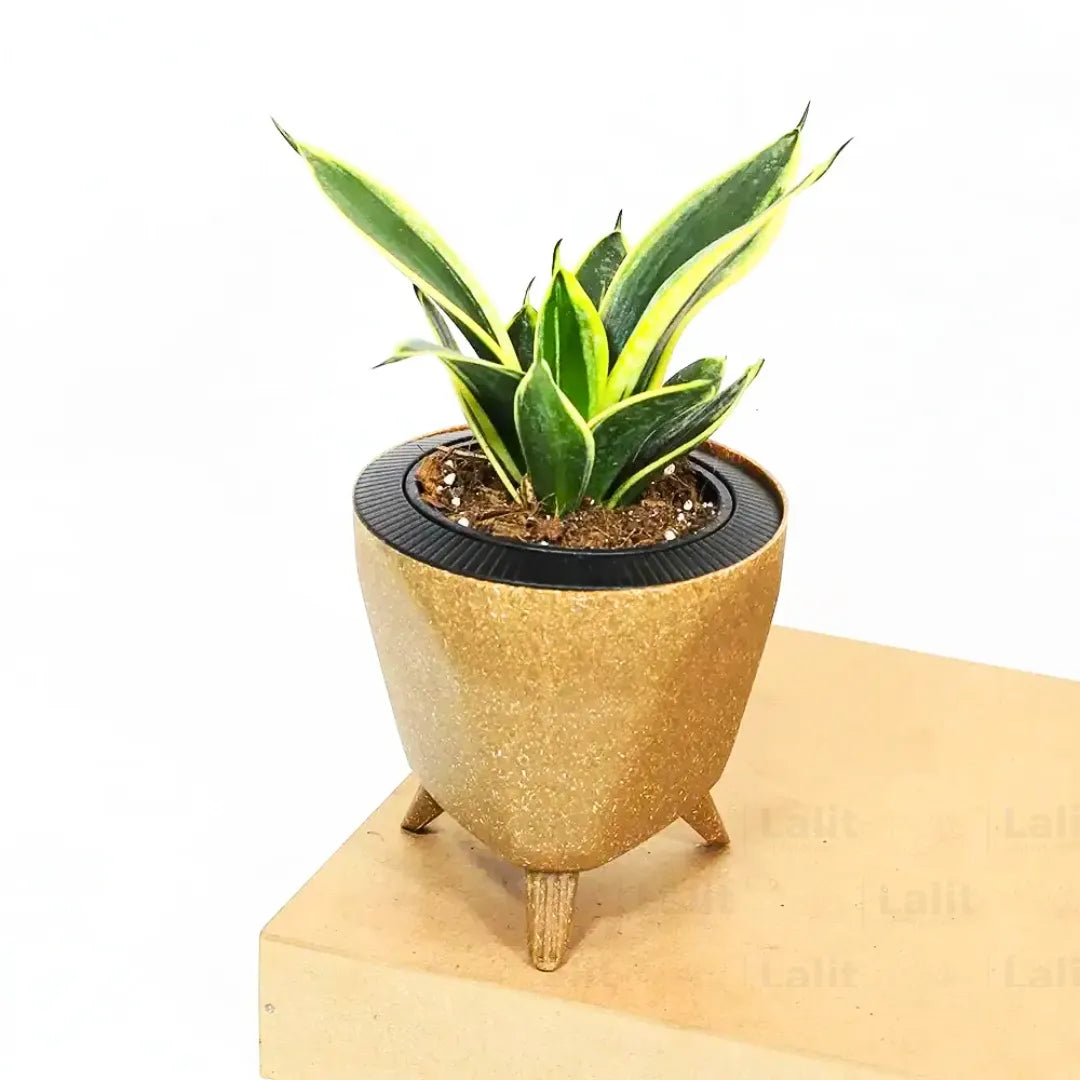 Buy Golden Hahnii Sansevieria "Golden Snake" - Plant Online at Lalitenterprise