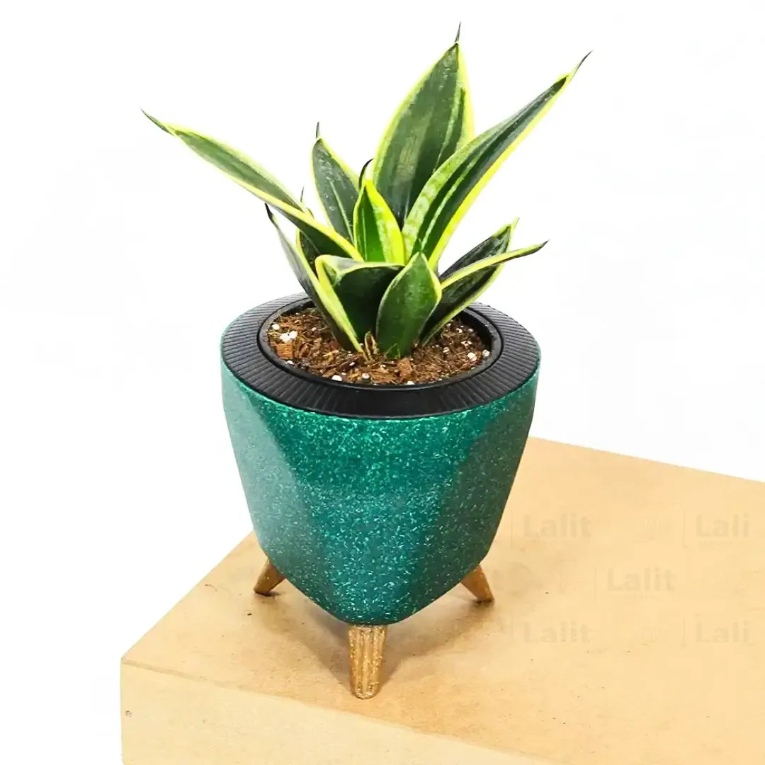 Buy Golden Hahnii Sansevieria "Golden Snake" - Plant Online at Lalitenterprise