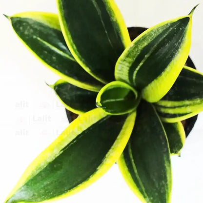 Buy Golden Hahnii Sansevieria - Plant Online at Lalitenterprise