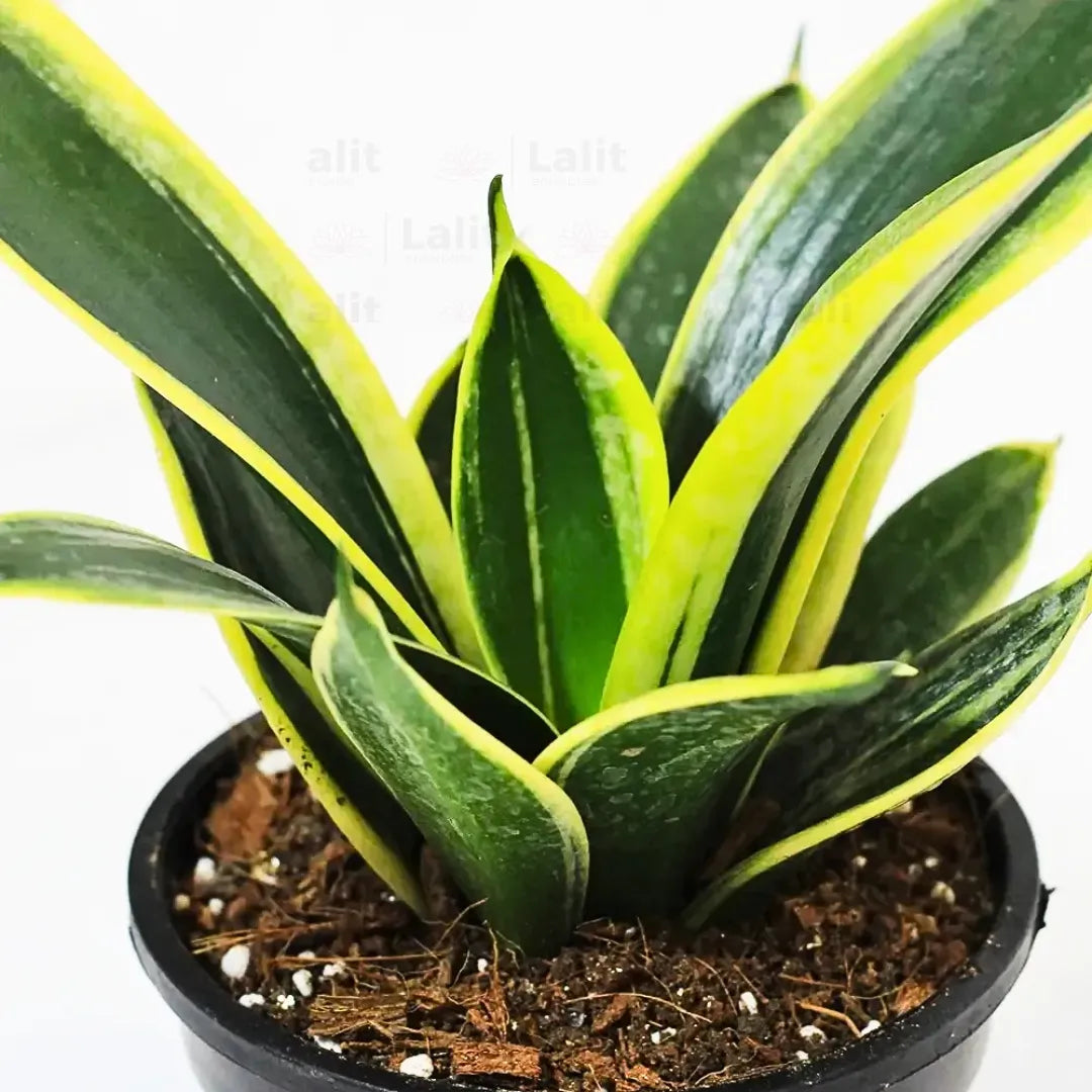 Buy Golden Hahnii Sansevieria "Golden Snake" - Plant Online at Lalitenterprise