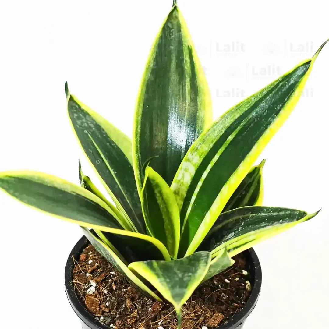 Buy Golden Hahnii Sansevieria "Golden Snake" - Plant Online at Lalitenterprise