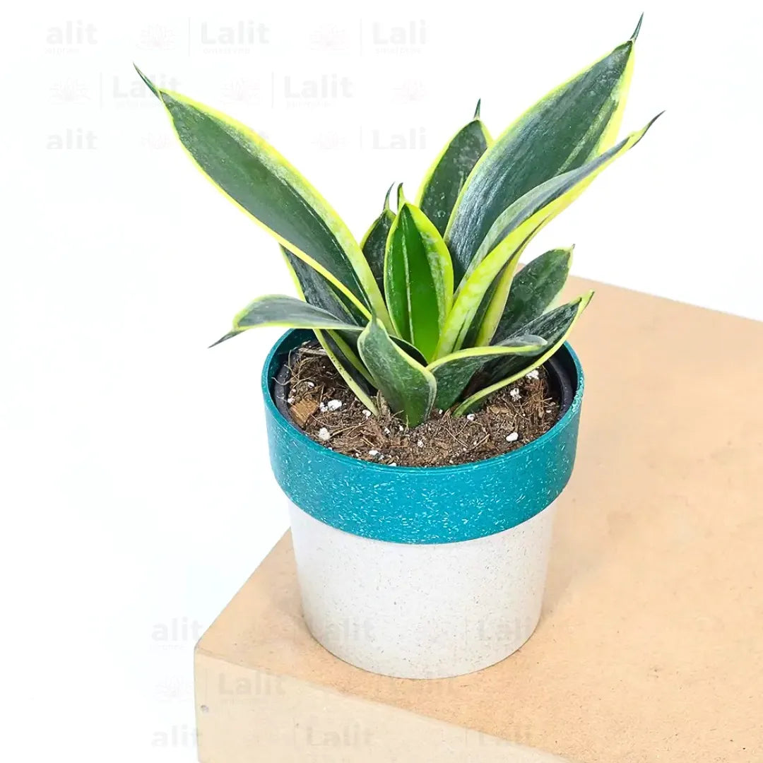 Buy Golden Hahnii Sansevieria "Golden Snake" - Plant Online at Lalitenterprise