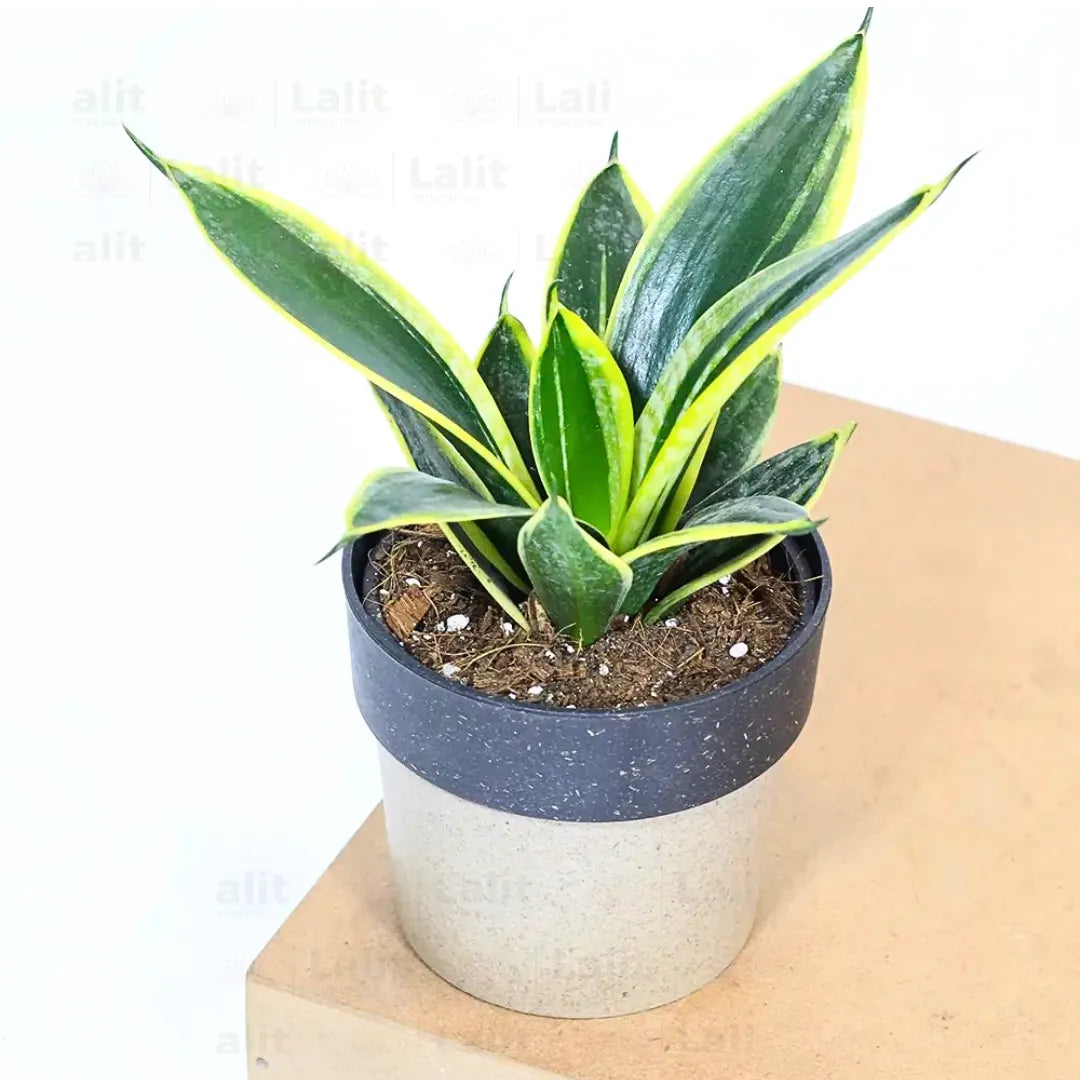 Buy Golden Hahnii Sansevieria "Golden Snake" - Plant Online at Lalitenterprise