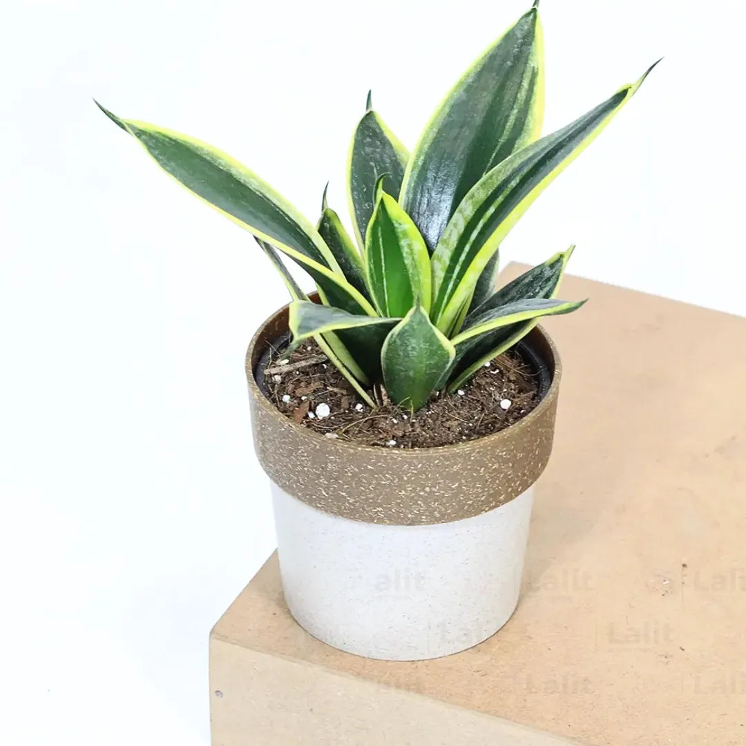 Buy Golden Hahnii Sansevieria "Golden Snake" - Plant Online at Lalitenterprise