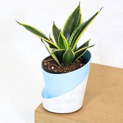 Buy Golden Hahnii Sansevieria "Golden Snake" - Plant Online at Lalitenterprise