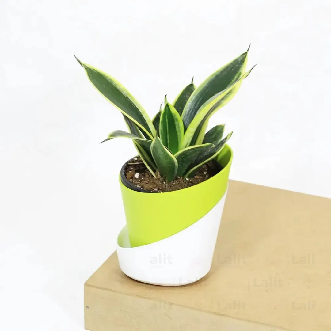 Buy Golden Hahnii Sansevieria "Golden Snake" - Plant Online at Lalitenterprise